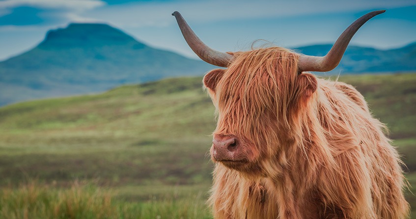 Las vacas peludas de las Tierras Altas de Escocia - Viajar por Escocia