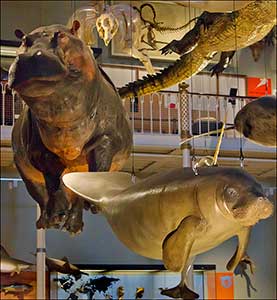 museo de escocia animales