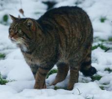Gato salvaje escocés. Wikipediaorg