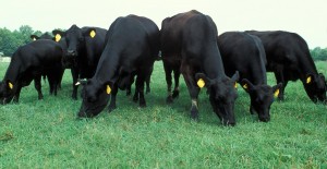 Vacas Angus pastando -- Wikipedia.org -- Scott Bauer