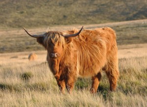 vaca peluda escocesa de las highlands