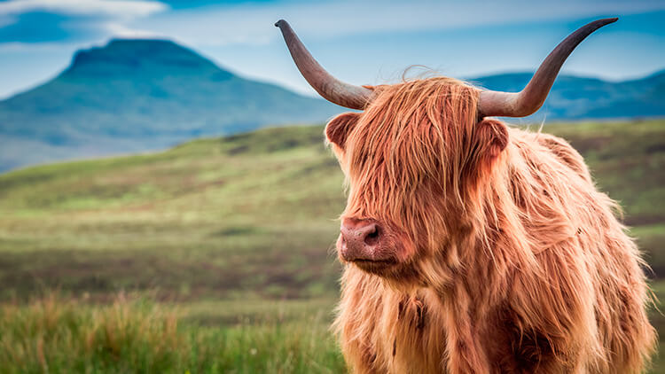 Típica vaca peluda escocesa de las Tierras Altas