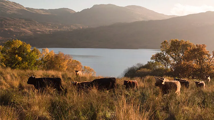Vacas pastando a orillas del Lago Lomond