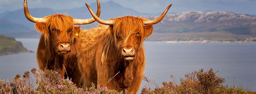 Dos vacas peludas escocesas