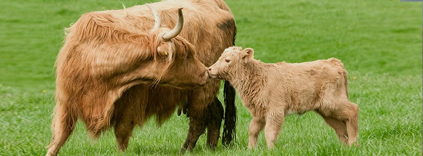 Las vacas peludas de las Tierras Altas de Escocia - Viajar por Escocia