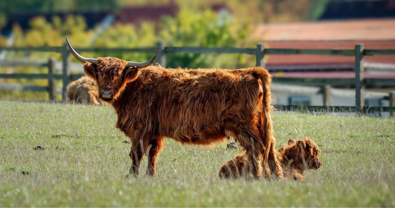 Hairy Coo junto a una vaca peluda escocesa bebé en las Tierras Altas de Escocia