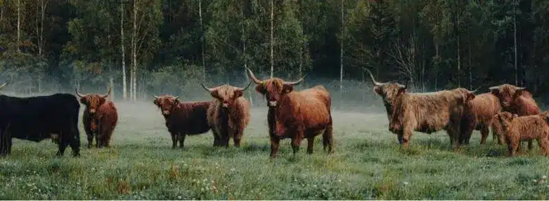 hairy-coo-vaca-peluda-escocesa Vacas peludas en las Tierras Altas de Escocia