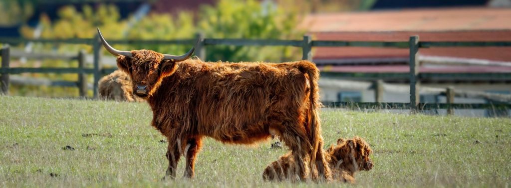 Vaca peluda bebé o hairy coo en Escocia