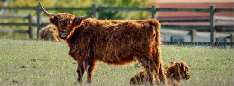 Vaca peluda bebé o hairy coo en Escocia