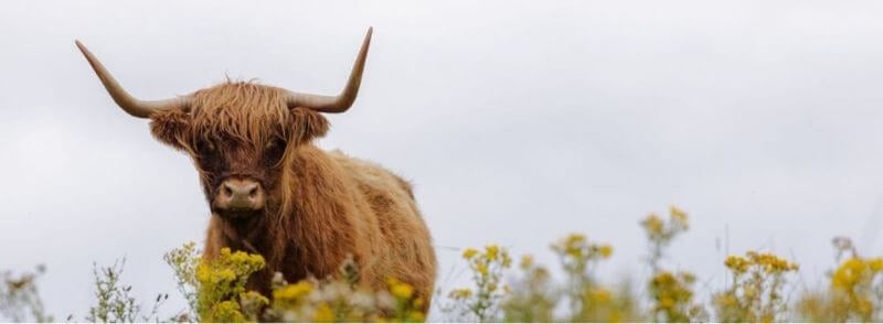 Hairy Coo o vaca peluda escocesa en las Tierras Altas de Escocia