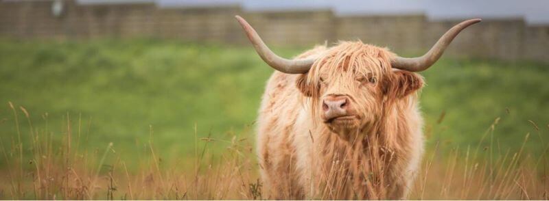 hairy-coo-vaca-peluda-escocesa Hairy Coo o vaca peluda escocesa