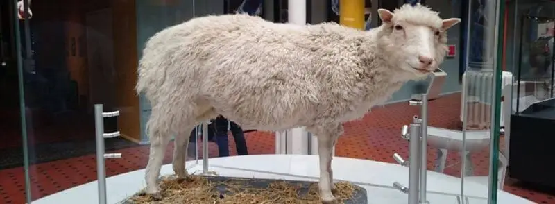 Oveja Dolly en el Museo Nacional de Escocia en Edimburgo