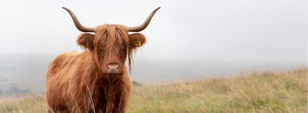 Vaca peluda en Escocia