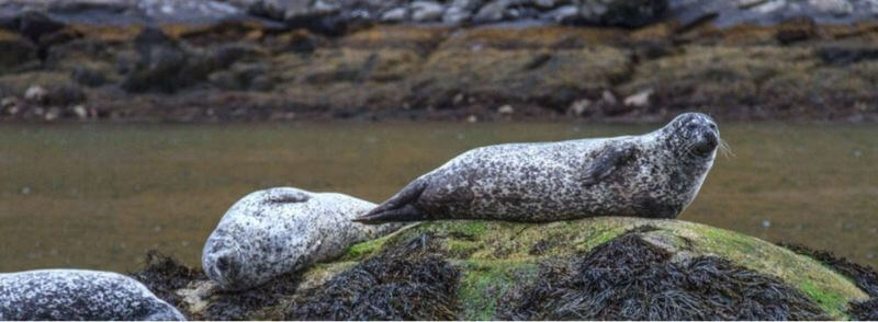 Focas sobre una roca en la costa de Escocia