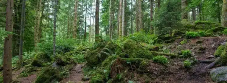 Paisaje de The Hermitage Forest en Escocia