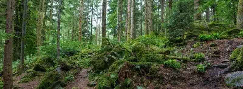 Paisaje de The Hermitage Forest en Escocia