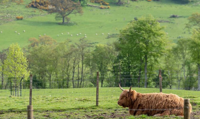 vaca peluda durante el tour al lago ness
