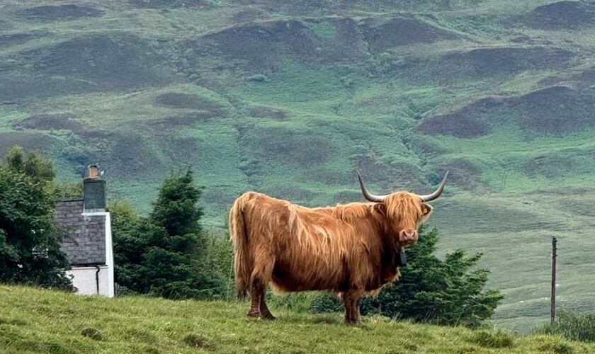 Vaca peluda de las Highlands