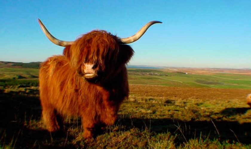 Vaca peluda de las Tierras Altas