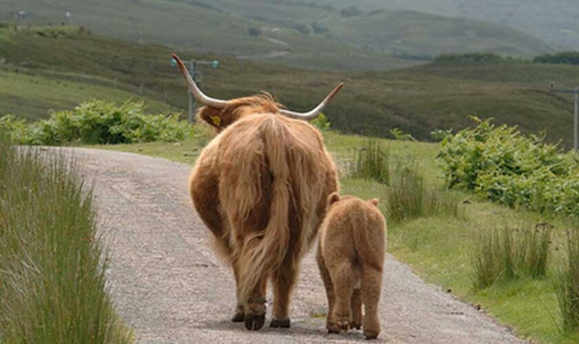 Vacas peludas caminando por las Tierras Altas