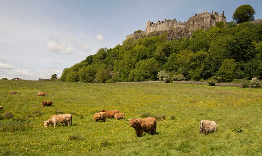Vacas peludas y castillo de Stirling