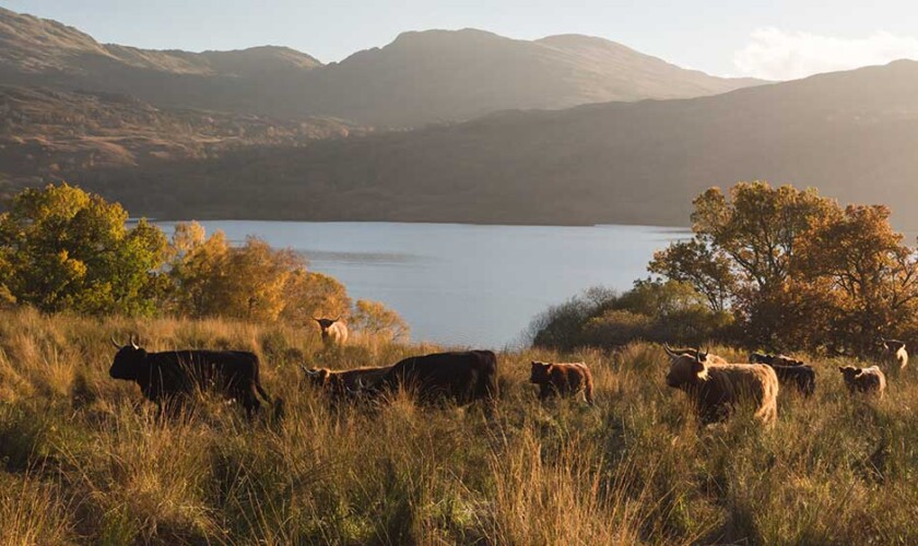 Vacas peludas a orillas del lago