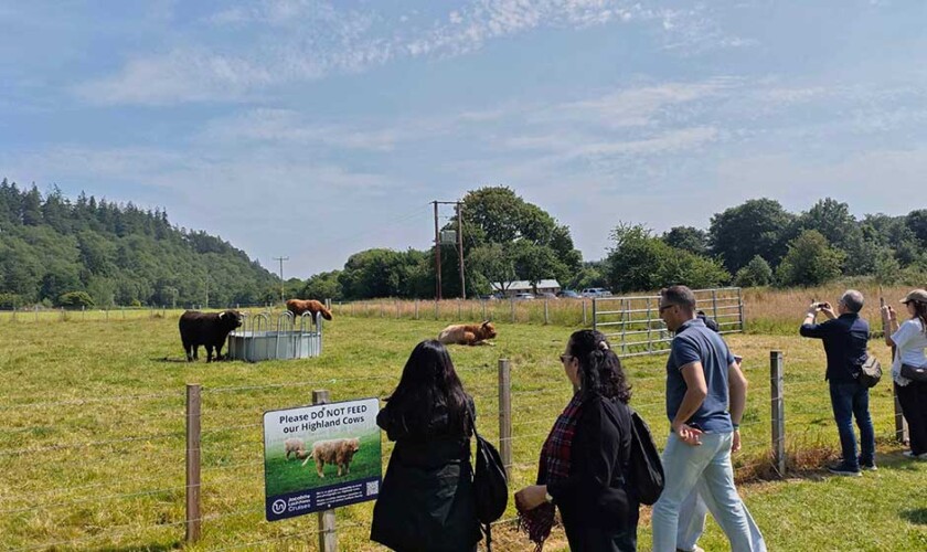 Parada para ver las vacas peludas en el tour a la isla de Skye