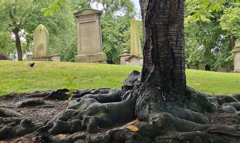 Árbol con raíces en el tour de los fantasmas