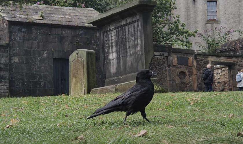 Cuervo en el cementerio en el free tour de los fantasmas